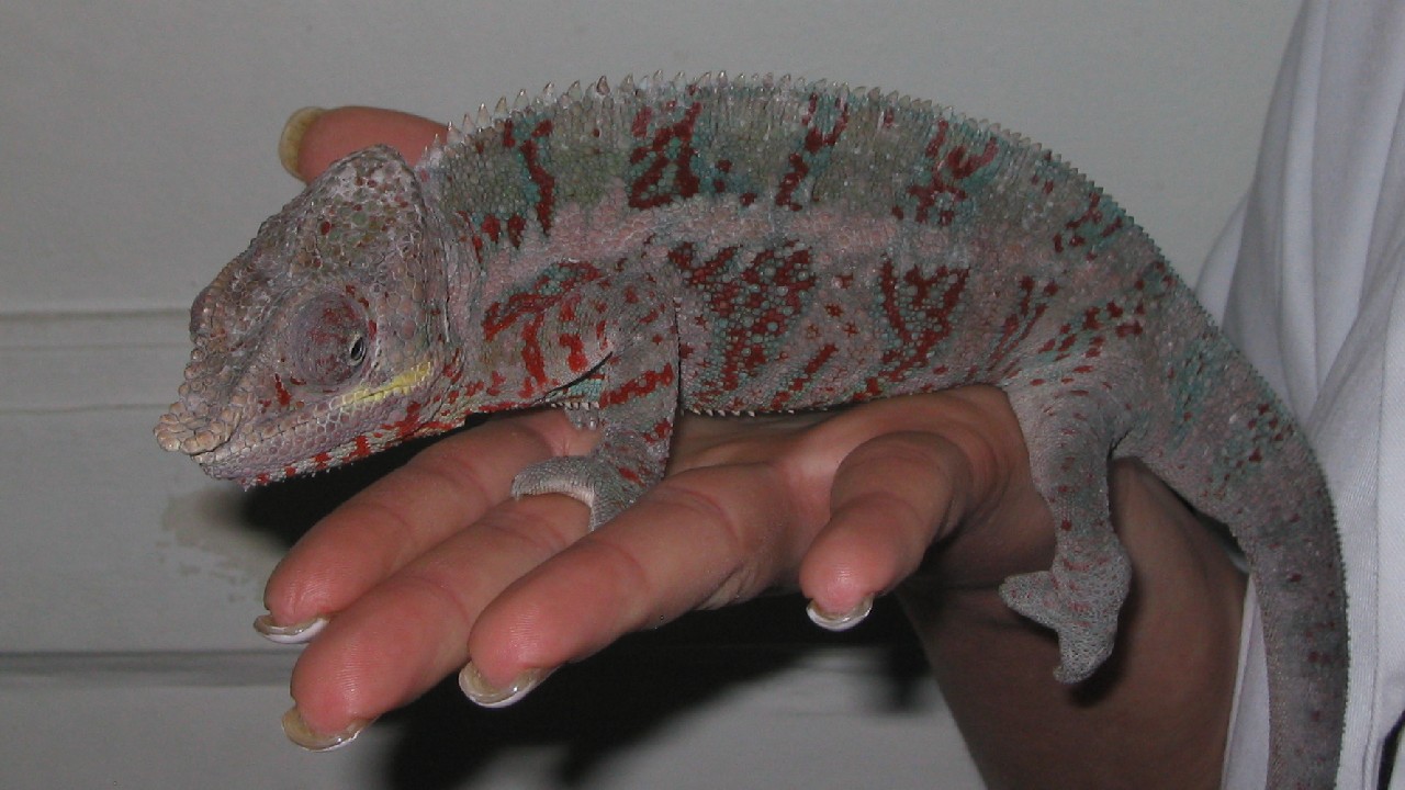Cameleon pardalis